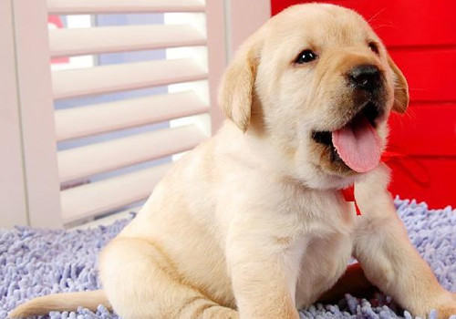 拉布拉多口水多怎么回事？