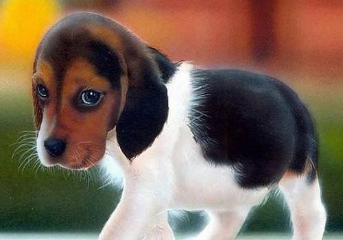 养狗的家庭需要注意的问题有哪些？