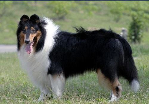 常见的长毛大型犬都有哪些品种? 常见的长毛大型犬都有哪些品种?