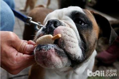 夏季给狗狗消暑的方法都有哪些？