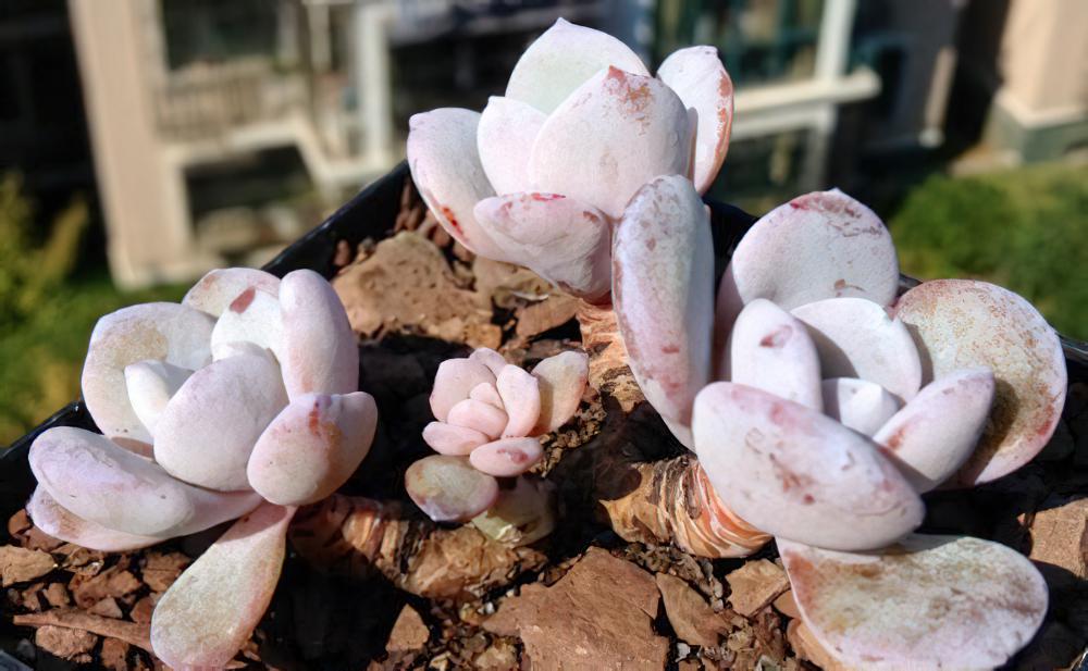 得道成仙的多肉植物雪莲，我只看到白花花的银子