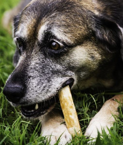 饲喂老龄犬的10条建议