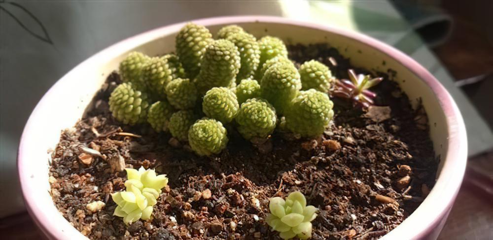 如果你是个多肉植物爆盆控，那么千万不要错过瑞典魔南这个品种