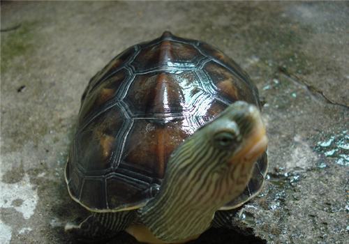 如何挑选场地建造养龟场？