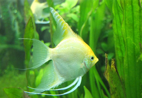 三类热带鱼活饵推荐