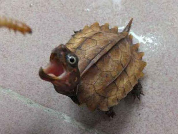 地龟的繁殖知识介绍