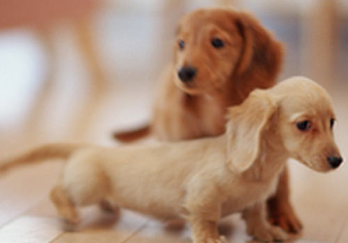 腊肠犬容易生哪些病