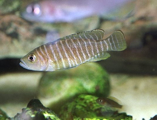 60厘米鱼缸饲养斑马贝经验