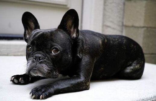 狗狗生气的表现有哪些?狗狗生气了怎么办? 狗狗生气的表现有哪些?狗狗生气了怎么办?