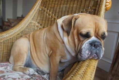 狗狗胖怎么减肥？狗肥胖怎么办？