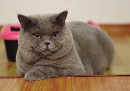 如何治疗及预防猫接触性皮肤炎