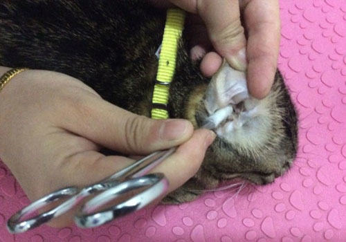 给家里猫咪耳道的检查以及清理方法