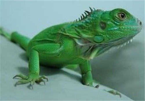 如何驯养绿鬣蜥？