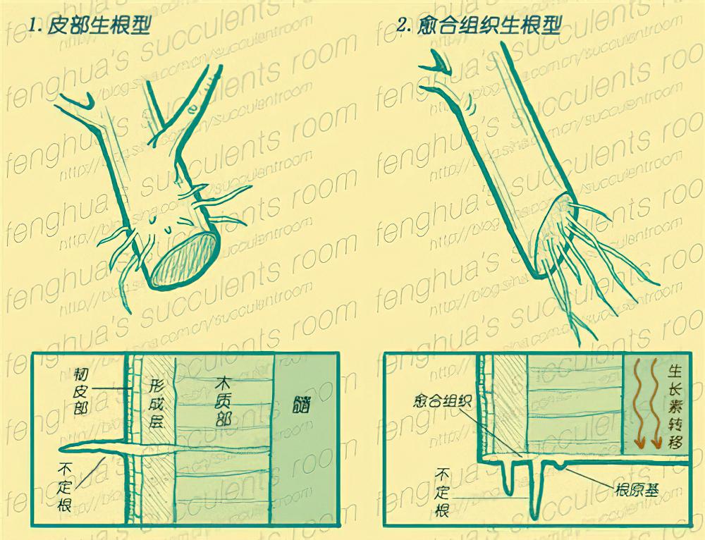 灰常强大的多肉植物扦插详细说明与指导教程