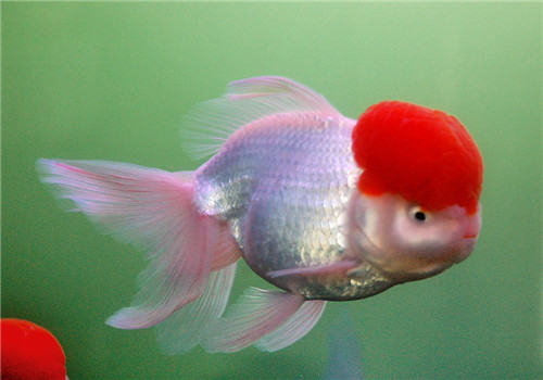 三种检测观赏鱼水质的方法 三种检测观赏鱼水质的方法