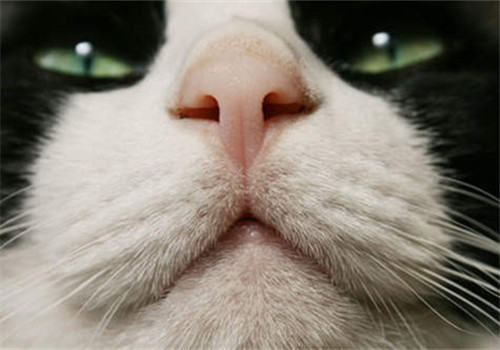 怎样保护猫咪牙齿的健康