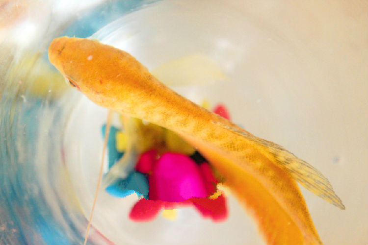 什么水最适合养鱼