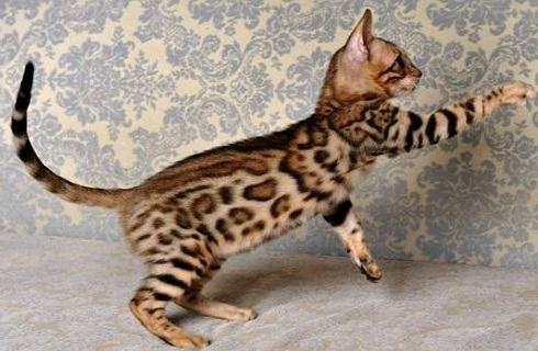 野生豹猫能在家里养吗？