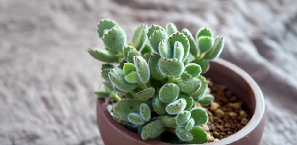 专业养熊三年有余：为被世人冤枉的多肉植物小熊（熊童子）正名