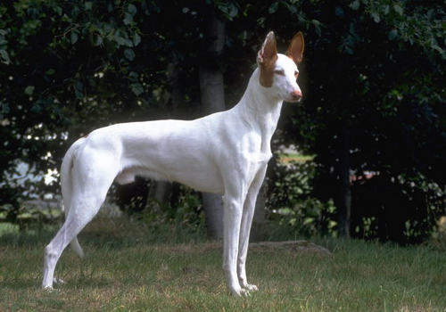 患癌狗狗有哪些症状