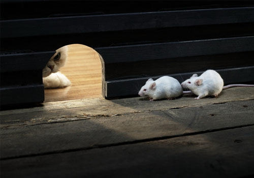 猫咪为什么会把死老鼠带回家