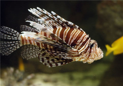 海水鱼不开口的原因分析