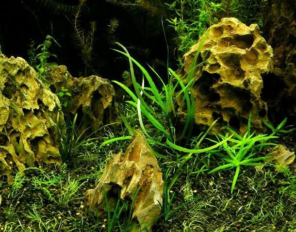 水草造景阶段哪几个误区需要避免