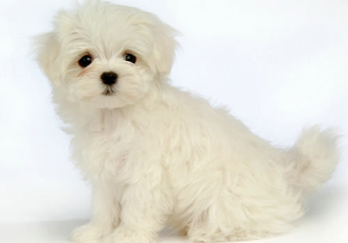 狗狗身体不佳的表现有哪些 狗狗身体不佳的表现有哪些