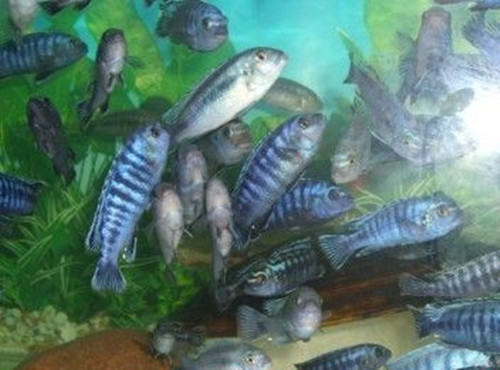闪电王子鱼的喂食要点