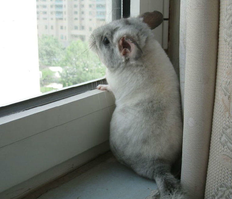 新手养龙猫全攻略