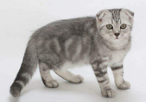 折耳猫饲养过程中可能碰到的三个问题 折耳猫饲养过程中可能碰到的三个问题