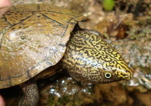 如何治疗龟的口角炎