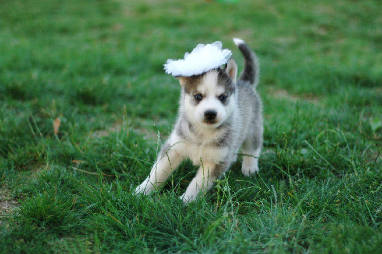 狗狗走丢主人该怎么办