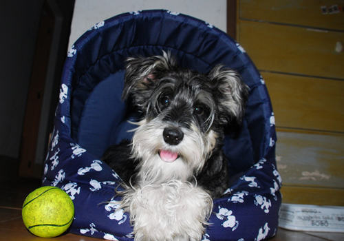 让雪纳瑞胡子变白的方法 让雪纳瑞胡子变白的方法