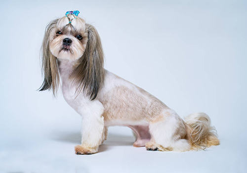 西施犬市场价格盘点，多少钱一只？