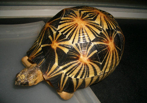 陆龟养护过程中的注意事项