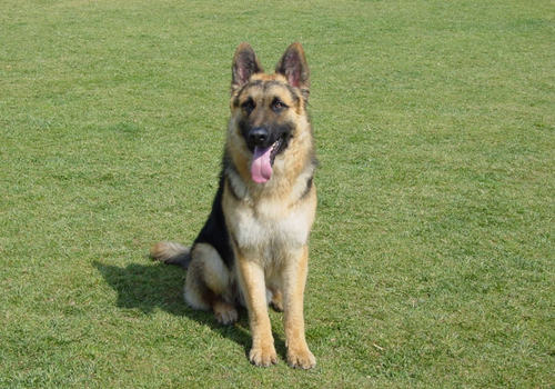 如何降低德牧的攻击性