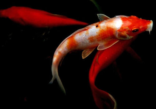 锦鲤和风水鱼的关系