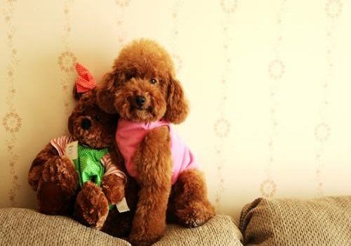 泰迪犬怎么养？泰迪幼犬喂养方法