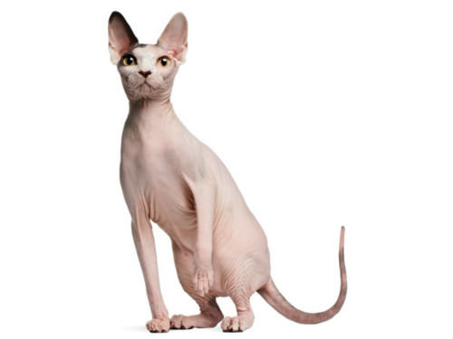 常见的无毛猫有哪些