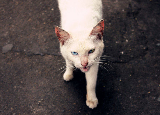 猫咪得了心丝虫病怎么办