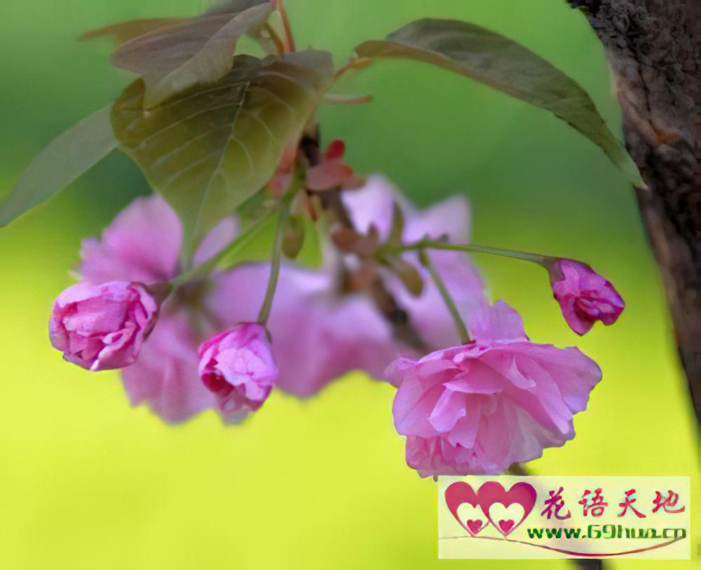 山樱花的花语：纯洁、高尚、淡薄