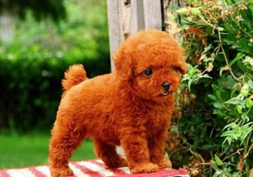 如何预防贵宾犬挑食