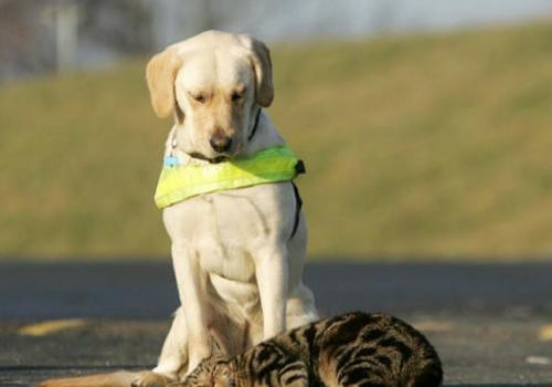 正确驯养狗狗的方法 正确驯养狗狗的方法