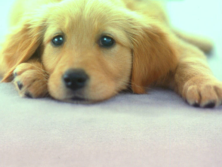 日常饲养合理也可预防皮肤病