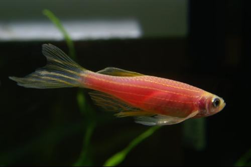 斑马鱼的饲养要点