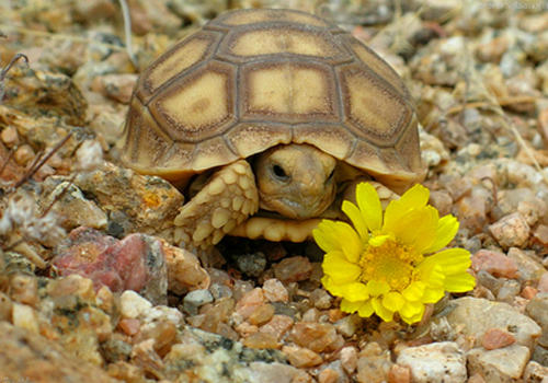 宠物龟排酸的重要性