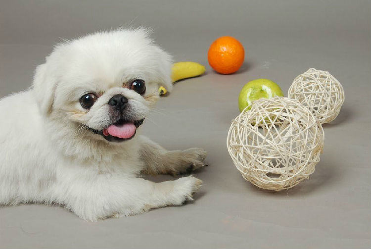 宠物店狗狗寄养全攻略 宠物店狗狗寄养全攻略