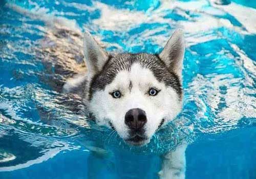 夏季常见的狗狗皮肤病都有哪些？