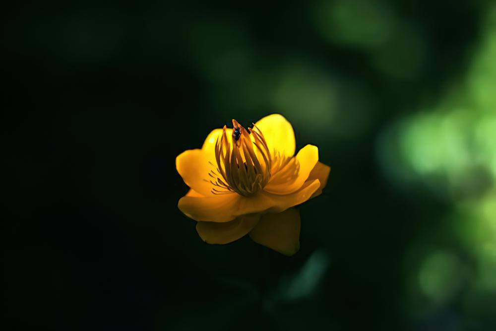 金莲花
